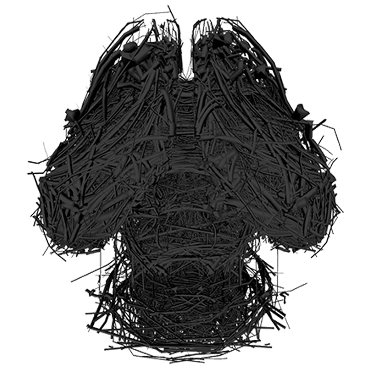 WonderNet - Mouse Brain